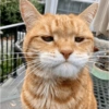 Kucing oyen 13