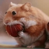 Hamster🐹🧡 7