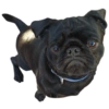 PUGS DOGS 8