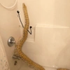 Funny snakes 19