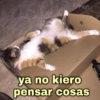 🐱Gatitos Shitposting 1🐈 11