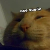 ✨Gatitos con frases😺✨3 7