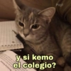 🐱Gatitos Shitposting 1🐈 15