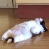 Animalingos 🤍 11