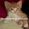 Gatitos Pa’ Enamorar 🐈‍⬛🐈 12