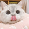 🐱 Gatito Blanco 🐱 14