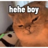 Cutie cat 11