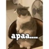 Meong yg ramah 23