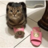 Gatos cura depresión 9