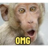 MONKEYS 14