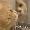 POS ALV