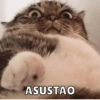 ASUSTAO