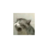 KUCINGABLE 5