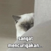 Low quality cat 9