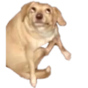 Memes Perritos 🐕 11