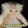 🐱Gatitos Shitposting 1🐈 7