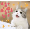 Cat heart memes 10