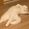 Gatos cura depresión 8