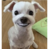 Stickers.zoe.perritos 11