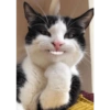 KUCINGABLE 11