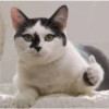 Kucing prik 18