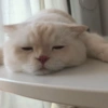 Animalingos 🤍 10