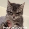 MEMES PACK 4.0 18