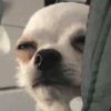 Animalingos 🤍 17