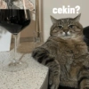 Kucing oyen 9