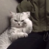 Memes gatinhos 🐾 13
