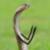 Funny snakes 11