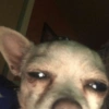 Animalingos 🤍 15
