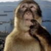 Lindos animalitows 14