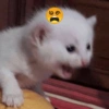 Gatitos Memes😺✨💕5 20