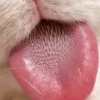 Kucing lucu 30