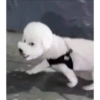 Perros XD 8🤣 9