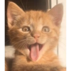 Gatos cura depresión 7