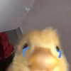 Patinho ♥️🦆 8