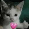 Gatitos Memes😺✨💕5 12