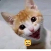 Gatitos Memes😺✨💕5 14