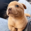 🐶🐕Dogs Reactions🐕🐶 10