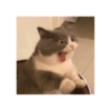 KUCINGABLE 8