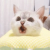 🐱 Gatito Blanco 🐱 24