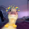 Patinho ♥️🦆 12