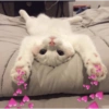 Gatinhos apaixonados 😻 7