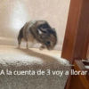 MEMES PACK 4.0 19