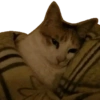 Kucing lucu 28