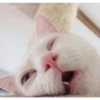 Crazy cats 1 7