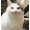 Kucing prik 12