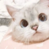 🐱 Gatito Blanco 🐱 16